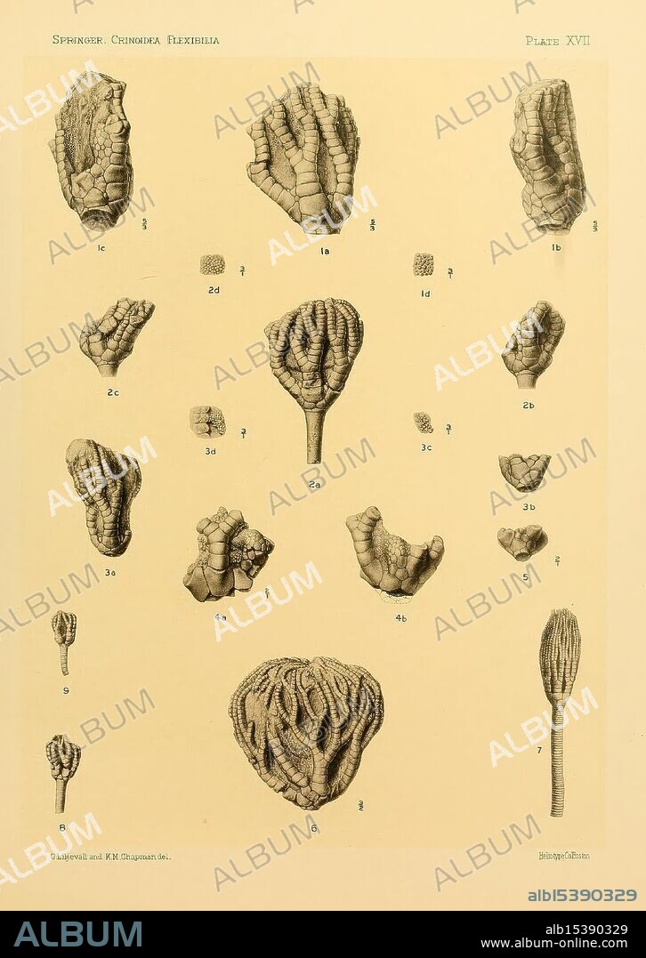 The Crinoidea, flexibilia, Washington D.C, 1920, crinoid, fossil, The illustration features an intricate arrangement of various organic forms, resembling delicate coral-like structures and unique marine life. Each specimen is meticulously labeled with numerical markings, indicating distinct examples of their shapes and textures. The detailed rendering showcases the complexity of their surfaces, highlighting features such as branches, ridges, and bulbous formations. The surrounding area is minimalistic, drawing attention to the diverse patterns and forms within the central composition, emphasizing the beauty and intricacy of these natural organisms. The title at the bottom suggests a scientific study or classification of these species, underscoring their relevance in the field of natural history or biology.