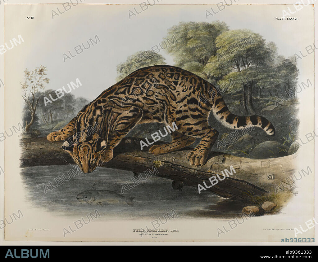 Ocelot or Leopard-Cat, John James Audubon, American, born Haiti, 1785-1851, Lithograph, 27 x 21 in., 68.6 x 53.3 cm, cat, fauna, feline, fierce, fish, fishing, flora, fur, hunting, jacht, mammals, nature, nature study, ocelot, poessie, tail, trees, water, wetlands, wild.