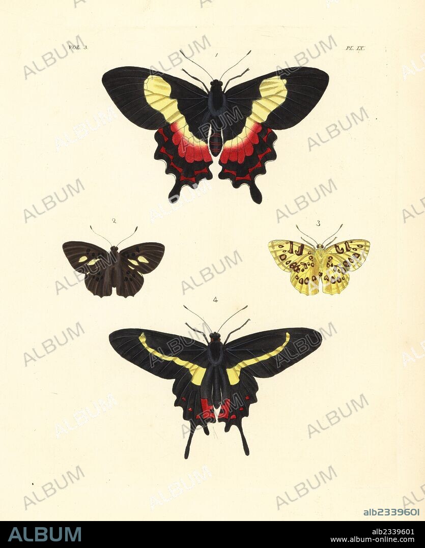 Fluminense swallowtail, Parides ascanius, vulnerable 1, Anteros acheus, upper side 2, under side 3, and Parides agavus swallowtail butterfly 4. Handcoloured lithograph from John O. Westwood's new edition of Dru Drury's "Illustrations of Exotic Entomology," Bohn, London, 1837.