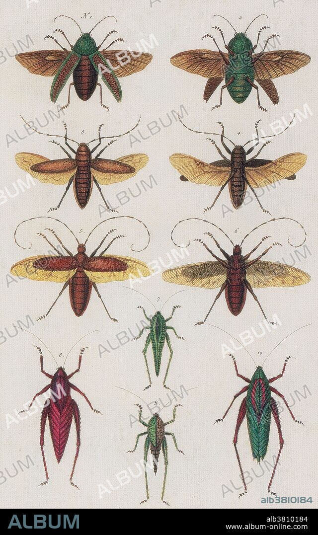 Engraving from Seba's Thesaurus, Locupletissimi rerum naturalium thesauri accurata descriptio (Accurate description of the very rich thesaurus of the principal and rarest natural objects) published in 1734. Albertus Seba (May 12, 1665 - May 2, 1736) was a Dutch pharmacist, zoologist and collector. Engravings (1-6) beetle, (7-10) grasshoppers and katydids. Insects are a class of invertebrates within the arthropod phylum that have a chitinous exoskeleton, a three-part body (head, thorax and abdomen), three pairs of jointed legs, compound eyes and one pair of antennae. They are among the most diverse groups of animals on the planet, including more than a million described species and representing more than half of all known living organisms.