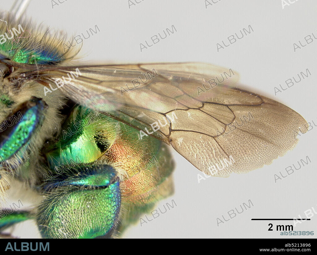 Pinned, N. El Valle de Anton, Cocle, Panama, Euglossa villosa Moure, 1968, Animalia, Arthropoda, Insecta, Hymenoptera, Apidae.