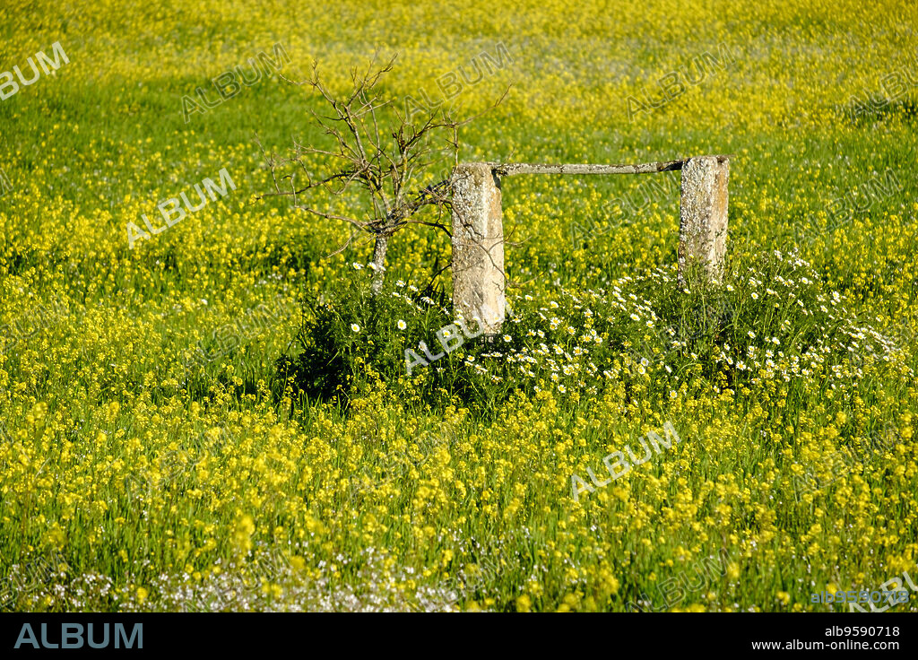 Pozo tradicional en un campo de colza en primavera, Costix, , Mallorca, balearic islands, spain, europe.