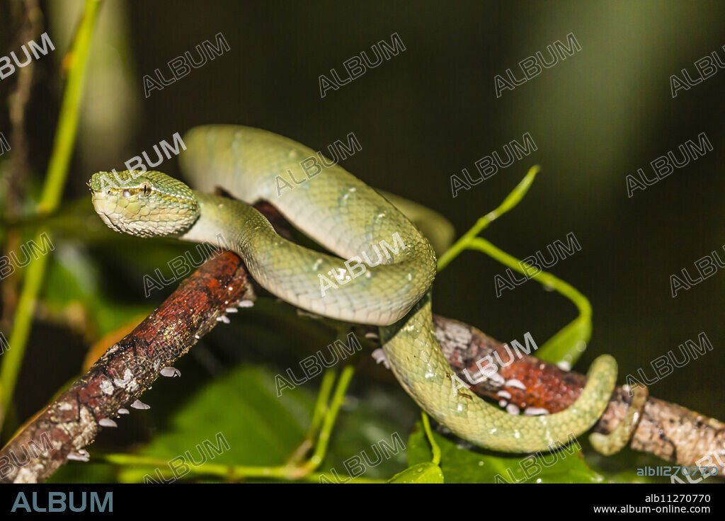 Bornean keeled green pit viper (Tropidolaemus subannulatus), Tanjung Puting National Park, Kalimantan, Borneo, Indonesia, Southeast Asia, Asia.