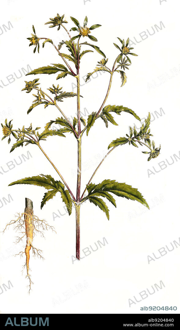 Dreiteiliger Zweizahn, Bidens tripartita / Bidens tripartita is a common and widespread species of plants in the sunflower family, Asteraceae, commonly known as three-lobe beggartick, three-part beggarticks, leafy-bracted beggarticks or trifid bur-marigold, Historisch, historical, digital improved reproduction of an original from the 19th century / digital restaurierte Reproduktion einer Originalvorlage aus dem 19. Jahrhundert, genaues Originaldatum nicht bekannt.