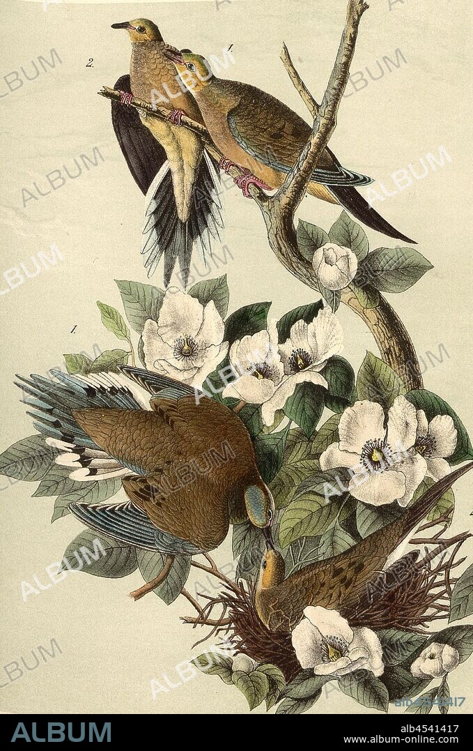 Carolina Turtle Dove - White flowered Stuartia. Stuartia Malacodendron, Carolinataube (Zenaida macroura, Ectopistes carolinensis), Silky Pseudo-Camelia (Stewartia malacodendron), Signed: J.J. Audubon, J.T. Bowen, lithograph, Pl. 286 (Vol. 5), Audubon, John James (drawn); Bowen, J. T. (lith.), 1856, John James Audubon: The birds of America: from drawings made in the United States and their territories. New York: Audubon, 1856.