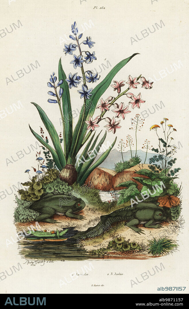Garden hyacinth, Hyacinthus orientalis 1, and paradoxical frog, Pseudis paradoxa (Rana paradoxa) 2. Jacinthe, Jackie (Grenouille). Handcoloured steel engraving after an illustration by Adolph Fries from Felix-Edouard Guerin-Meneville's Dictionnaire Pittoresque d'Histoire Naturelle (Picturesque Dictionary of Natural History), Paris, 1834-39. .