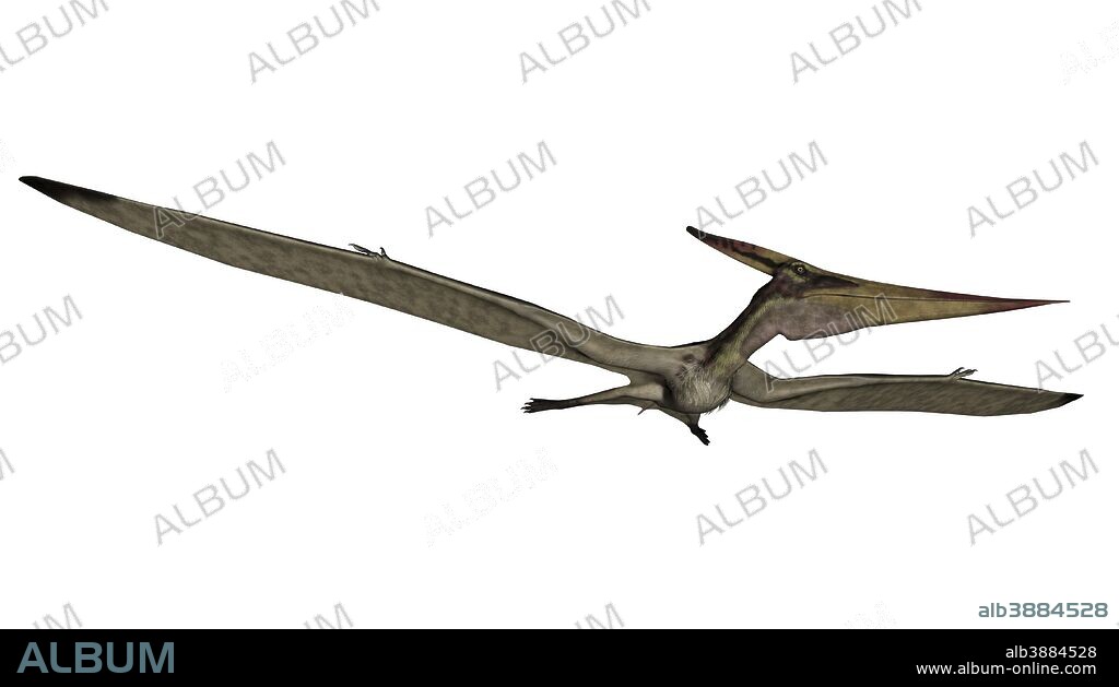 Pteranodon flying reptile, white background.