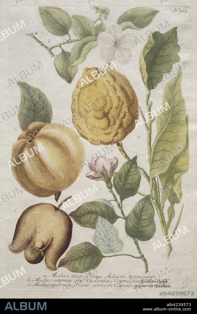 Phytanthoza iconographia: No. 703. Johann Wilhelm Weinmann (German), Bartholomaus Seutter (German, 1678-1754). Engraving, hand-colored.