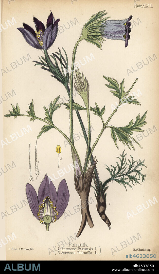 Small pasque flower, Anemone pratensis 1 and pasqueflower, Pulsatilla vulgaris (Anemone pulsatilla) 2. Handcoloured lithograph by A.M. Traice after an illustration by Edward Hamilton from Edward Hamilton's Flora Homeopathica, Bailliere, London, 1852.