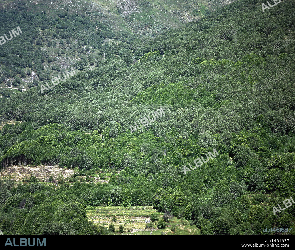 BOSQUE MEDITERRANEO. Alrededores de Guijo de Santa Bárbara. Comarca de la Vera. Provincia de Cáceres. Extremadura. España.