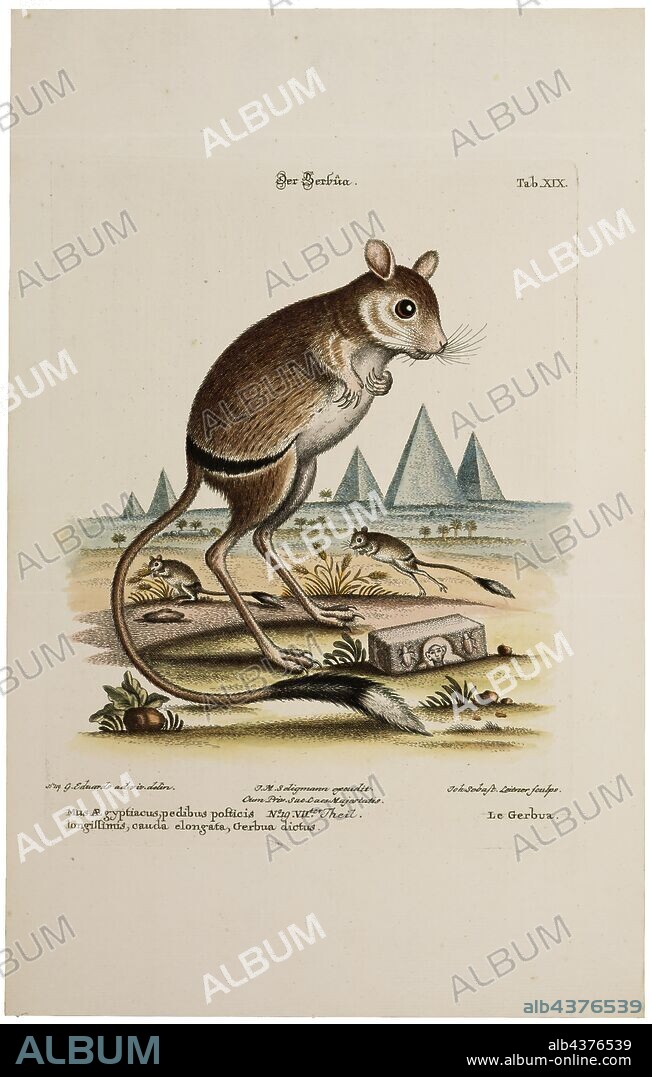 Dipus aegyptius, Print, Northern three-toed jerboa, The northern three-toed jerboa (Dipus sagitta) is a species of rodent in the family Dipodidae. It is monotypic within the genus Dipus. It ranges across Iran, Uzbekistan, Turkmenistan, Kazakhstan, Russia, China and Mongolia. A common species, the International Union for Conservation of Nature rates it as being of "least concern"., 1700-1880.