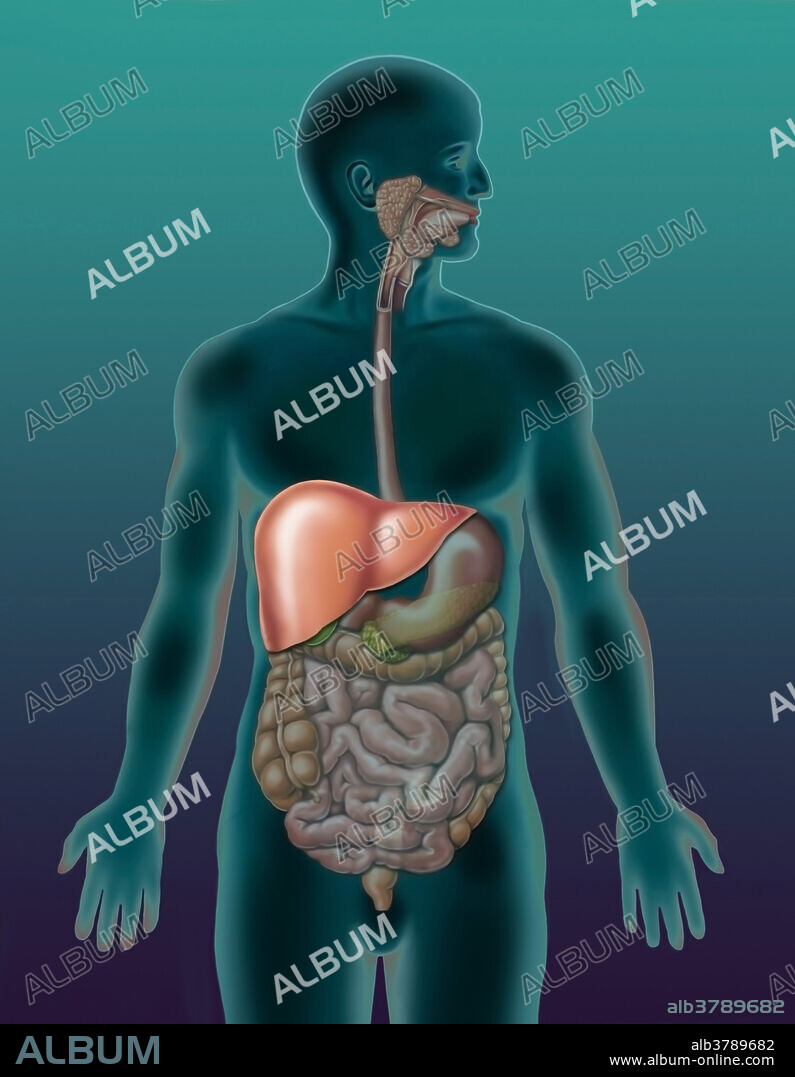 Medical illustration of an anatomically correct human emphasizing the digestive system and especially the liver. Includes mouth, tongue, salivary glands, esophagus, trachea, liver, stomach, pancreas, gallbladder, large intestine, small intestine, colon, rectum, for orientation. Liver is highlighted while the remaining figure is ghosted and muted.