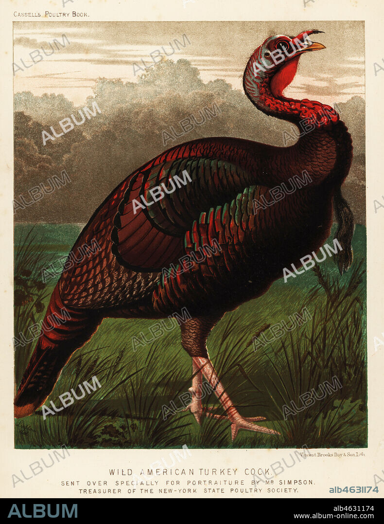 Wild American turkey cock, Meleagris gallopavo. Sent over specially for portraiture by Mr. Simpson, Treasurer of the New York State Poultry Society. Chromolithograph by Vincent Brooks Day & Son after an illustration by J.W. Ludlow from Lewis Wrights The Illustrated Book of Poultry, Cassell, London, 1890.