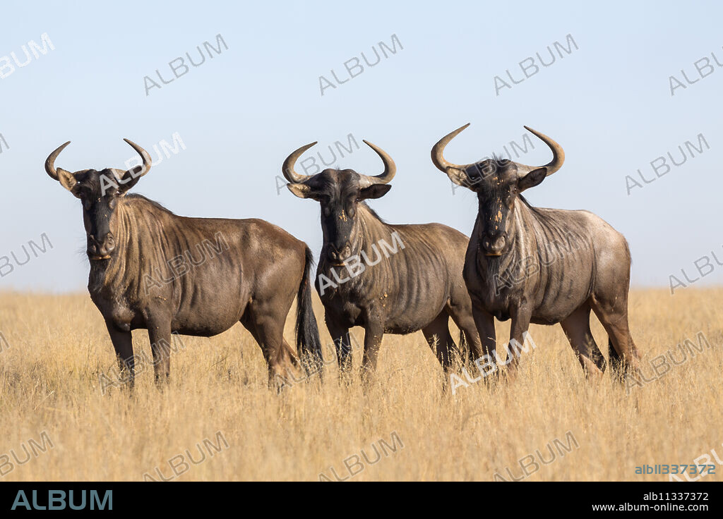 Common (blue) wildebeest (gnu) (Connochaetes taurinus), Mokala National Park, South Africa, Africa.