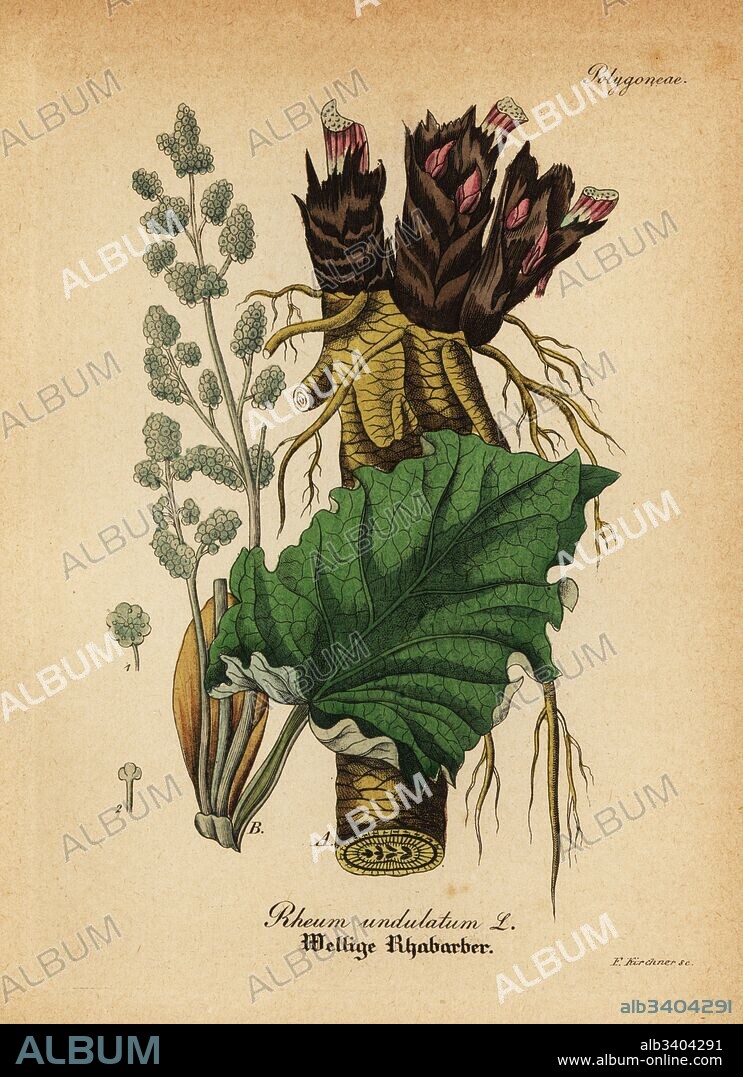 Rhubarb, Rheum rhabarbarum (Rheum undulatum). Handcoloured copperplate engraving from Dr. Willibald Artus' Hand-Atlas sammtlicher mediinisch-pharmaceutischer Gewachse, (Handbook of all medical-pharmaceutical plants), Jena, 1876.