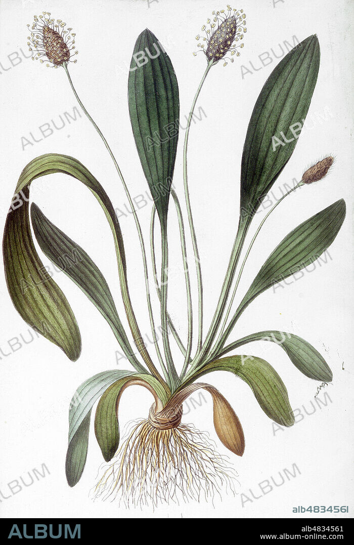 PLANTAIN Lanceolle. Illustration de 1865 par Pierre NAUDIN (1819-1874) pour Nouvelle Iconographie Fourragere de Pierre NAUDIN et Jean GOURDON (1824-1876). Credit Grob/KHARBINE-TAPABOR.