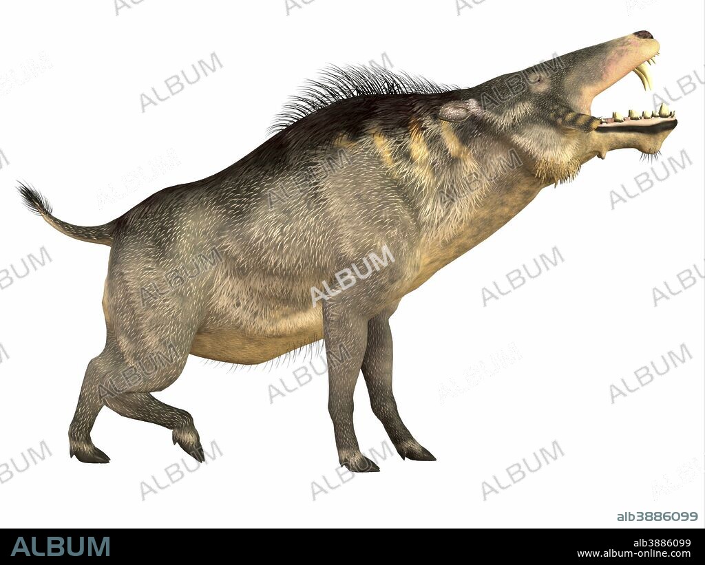 Entelodon was an omnivorous pig that lived in Europe and Asia in the Eocene through the Oligocene Periods.