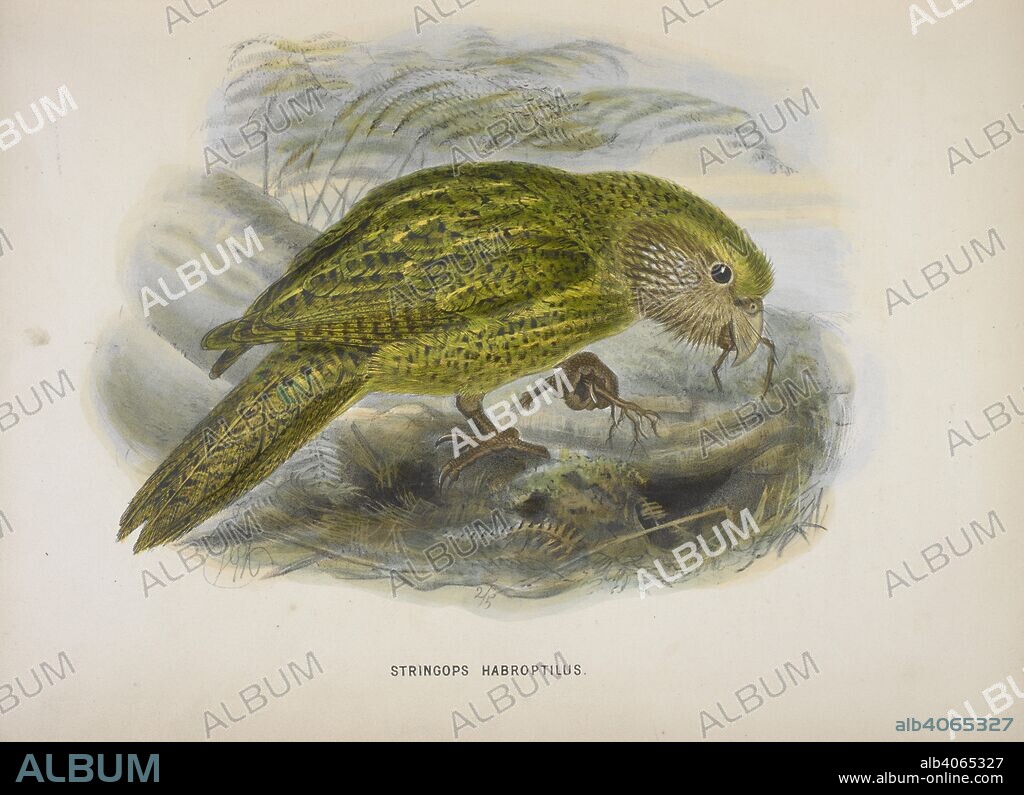 BULLER, WALTER LAWRY, SIR. Stringops habroptilus. The kakapo or owl parrot. A History of the Birds of New Zealand. [With plates.]. London : John Van Voorst, 1873 [1872, 73]. Source: 7284.h.14 opposite page 26.