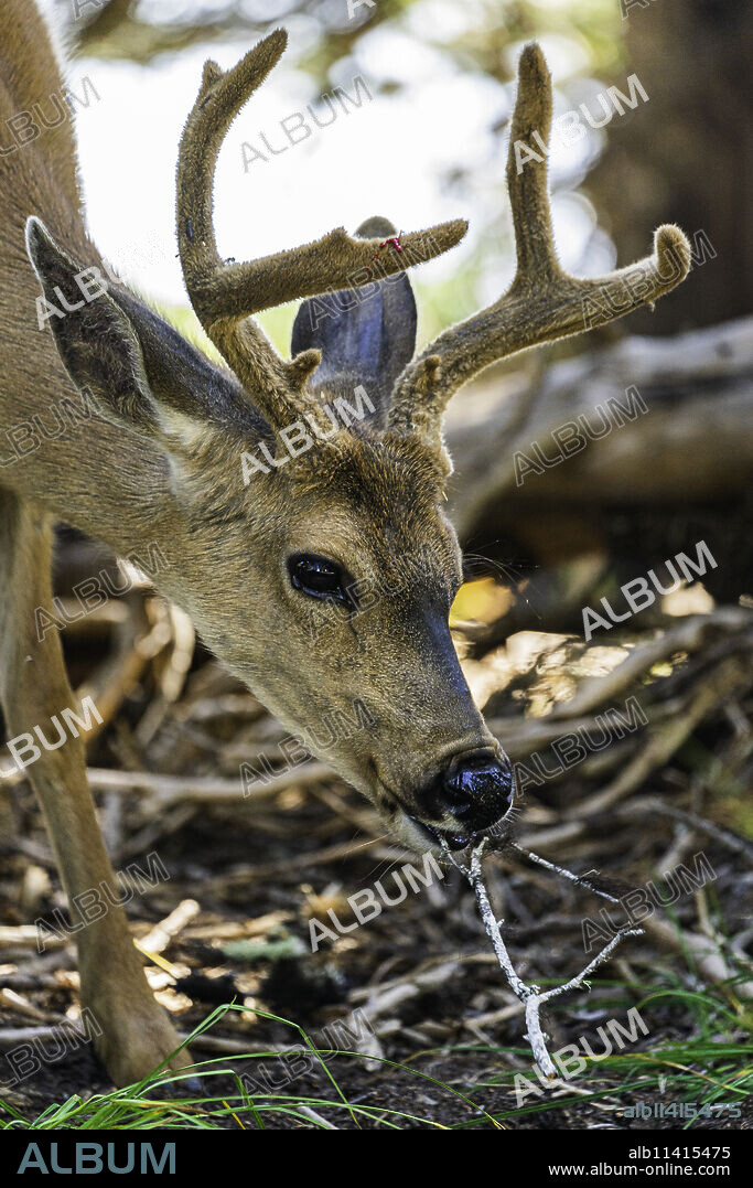 Roosevelt Elk at Olympic National Park, UNESCO World Heritage Site, Washington State, United States of America, North America.