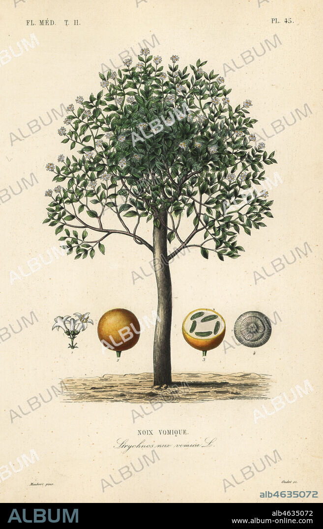 Strychnine tree, nux vomica, poison nut or semen strychnos, Strychnos nux-vomica, Noix vomique. Handcoloured steel engraving by Oudet after a botanical illustration by Edouard Maubert from Pierre Oscar Reveil, A. Dupuis, Fr. Gerard and Francois Herincqs La Regne Vegetal: Flore Medicale, L. Guerin, Paris, 1864-1871.
