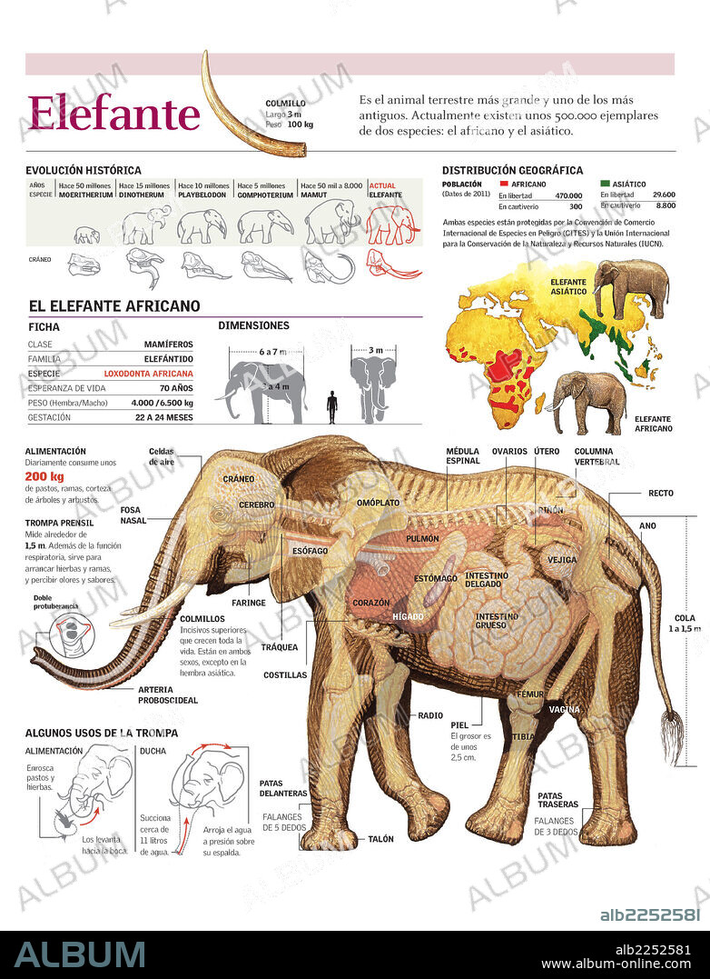 ELEPHANT. Infographics of the anatomy and habitat of the African elephant. Evolution and elephant species.
