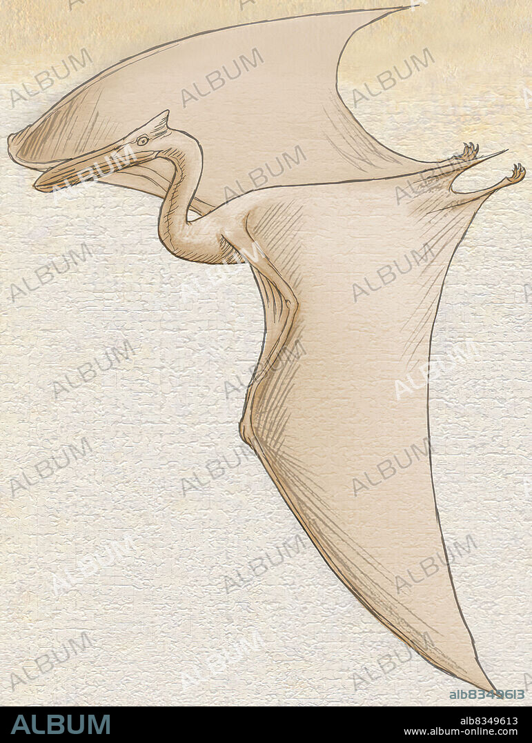 Quetzalcoatlus was a pterosaur (flying reptile) that lived in North America about 66 milllion years ago. This carnivore is considered the largest flying animal of all time. Its wings, spanning about 40 ft. (12 m) in width, made it the size of an airplane.