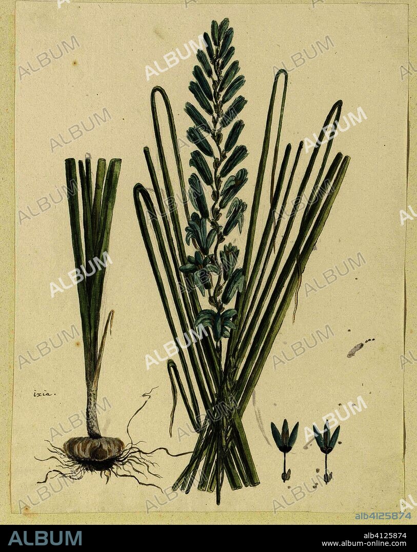 Ixia viridiflora Larn. (Turqoise ixia). Draughtsman: Robert Jacob Gordon. Dating: Oct-1777 - Mar-1786. Measurements: h 660 mm × w 480 mm; h 327 mm × w 251 mm.