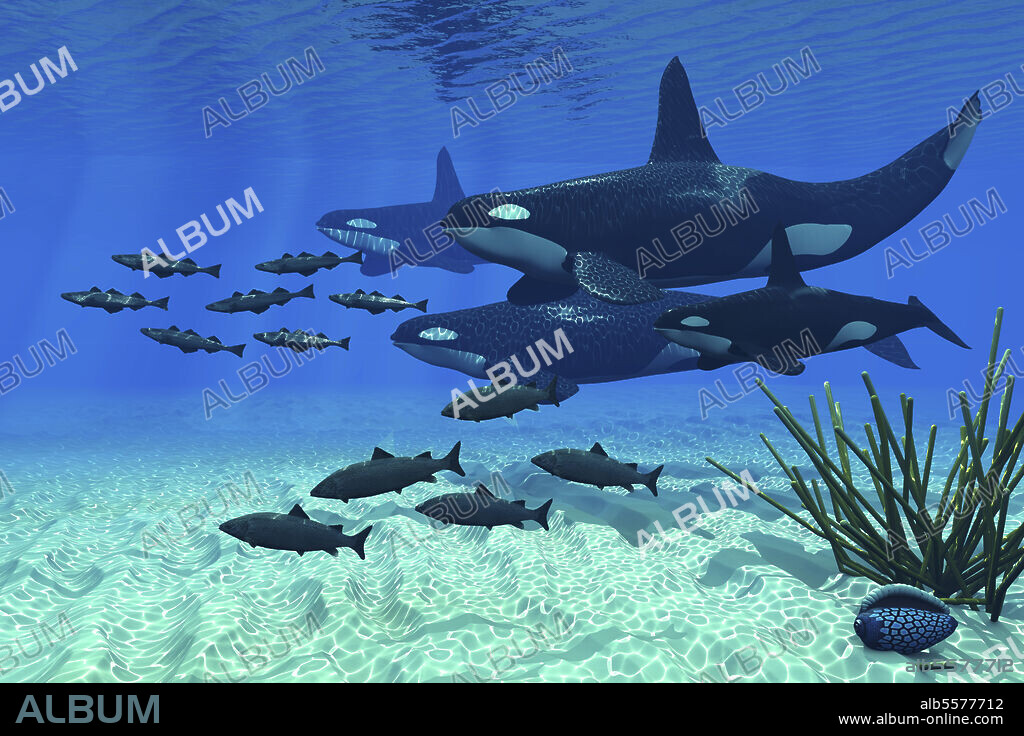 An orca whale group of three males and one female hunt a school of Atlantic salmon in northern cold waters.