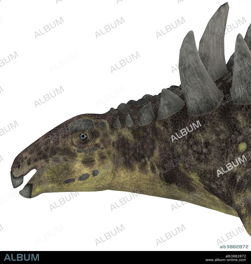 Hungarosaurus dinosaur head. Hungarosaurus was an ankylosaur herbivorous dinosaur that lived in Hungary during the Cretaceous Period.