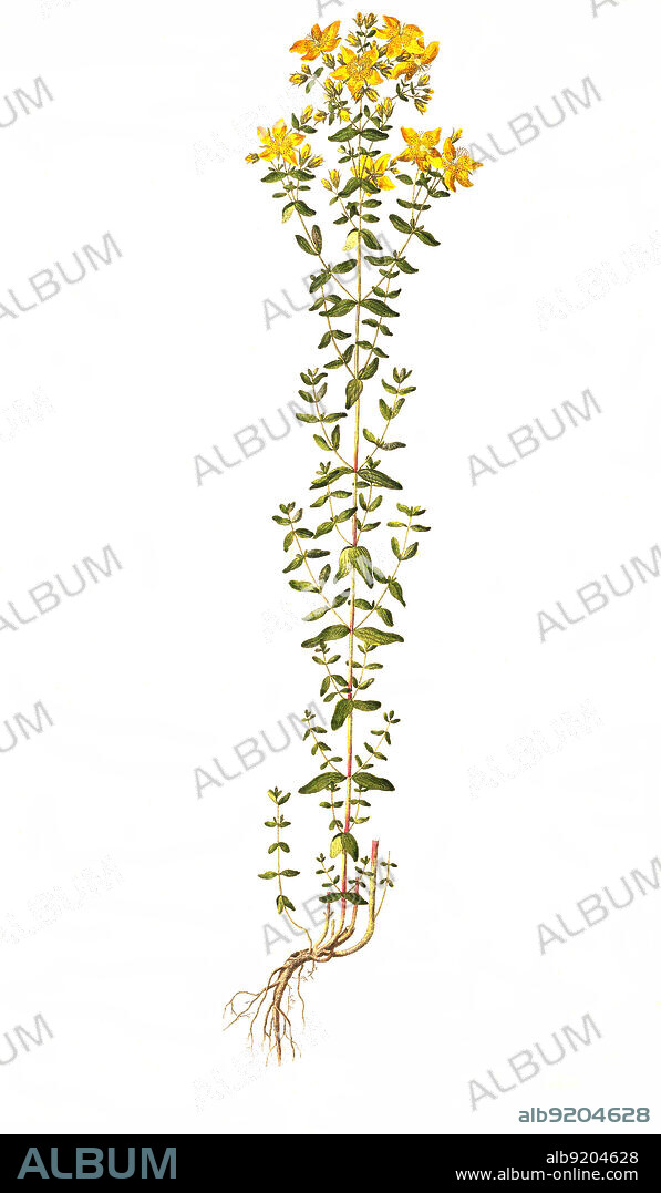 Echtes Johanniskraut, Hypericum perforatum, auch Echt-Johanniskraut, Gewöhnliches Johanniskraut, Durchlöchertes Johanniskraut, Tüpfel-Johanniskraut oder Tüpfel-Hartheu, meist kurz Johanniskraut oder Johanneskraut, genannt, ist eine Pflanzenart aus der Gattung der Johanniskräuter / Hypericum perforatum, known as perforate St John's-wort.