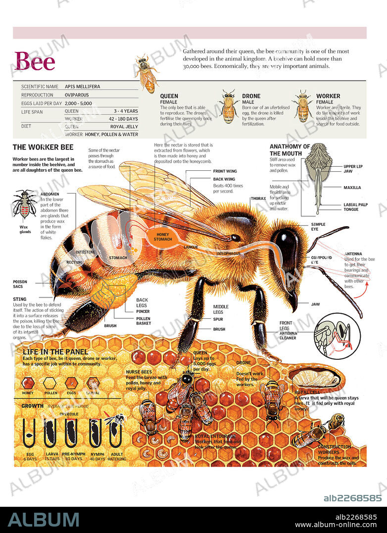 ABEJA. Infografía de la anatomía y ciclo de vida de la abeja y la vida en la colmena.