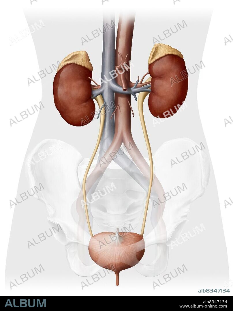 This image shows the urinary system of a woman, which includes the adrenal gland, the kidneys, the ureter, the urinary bladder and the urethra. There is also the aorta and the inferior vena cava.