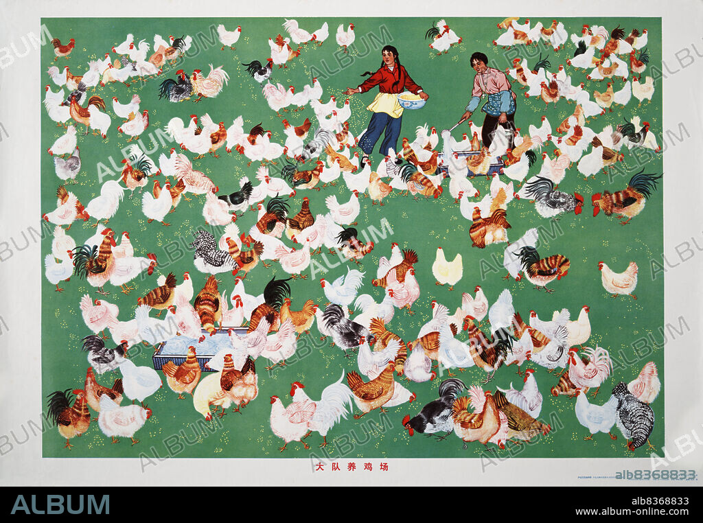 MA YALI. The Brigade's Chicken Farm.