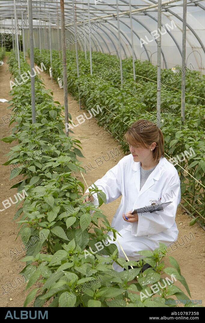 Biofumigation test: monitoring infected Gernika pepper plants, Neiker Tecnalia, Instituto de Investigación y Desarrollo Agrario, Derio, Bizkaia, Euskadi.