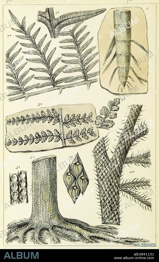 Paleozoic flora, including calamites. From "Figures of Characteristic British Fossils" by W. H. Baily, 1867. A calamite is any member of the lineage of giant horsetails, which belonged to the Sphenopsida, an important part of late Paleozoic vegetation. Calamites grew to be tree-sized plants with but with whorled branches seen in modern horsetails. A calamite root can be seen at top right. The Paleozoic Era is the earliest of three geologic eras of the Phanerozoic Eon, spanning from roughly 541 to 252.17 million years ago.