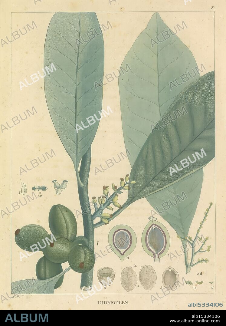 Histoire des végétaux recueillis dans les îles australes d'Afrique. 1806., The illustration features a detailed botanical study of the Didymelaceae family, showcasing a branch with large, glossy green leaves and clusters of small flowers. The leaves are prominent, exhibiting a rich texture and symmetrical arrangement. Below the branch, various stages of the fruit are depicted, illustrating the transformation from green olives to mature seeds. Accompanying annotations label the parts of the plant, including the floral structure and cross-sections of the fruit, providing a comprehensive insight into the morphology of this species. The design exhibits a scientific precision, typical of 19th-century botanical illustrations, aimed at both educational purposes and aesthetic appreciation.