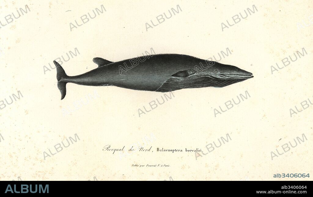 Sei whale, Balaenoptera borealis. Endangered. Handcoloured copperplate engraving from Rene Primevere Lesson's Complements de Buffon, Pourrat Freres, Paris, 1838.