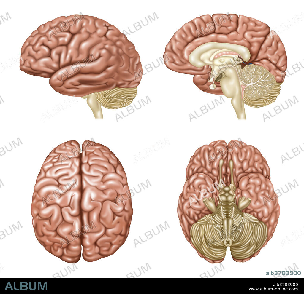 Illustration showing anatomy of a normal brain in lateral, sagittal, superior, and inferior view. Detailed in the various views are: frontal lobe, central sulcus, parietal lobe, sylvian fissure, temporal lobe, occipital lobe, cerebellum, brain stem, corpus callosum, thalamus, optic chiasma, midbrain, pons, interhemispheric fissure, olfactory bulb, and infundibulum.