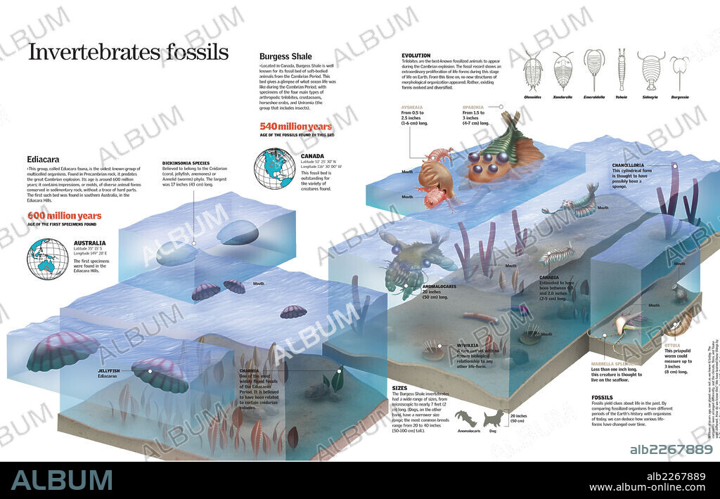 Invertebrados fósiles. Infografía de los hallazgos fósiles de invertebrados de la era Cámbrica en los yacimientos de Ediacara y Burgess Shale.