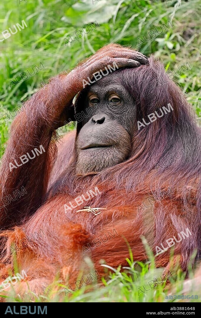 Sumatran Orangutan (Pongo pygmaeus abelii, Pongo abelii), occurrence on Sumatra in Indonesia, captive, Germany, Europe.