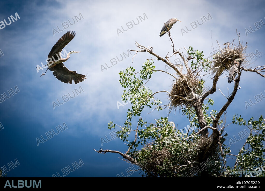 Adult Heron Returns to Nest