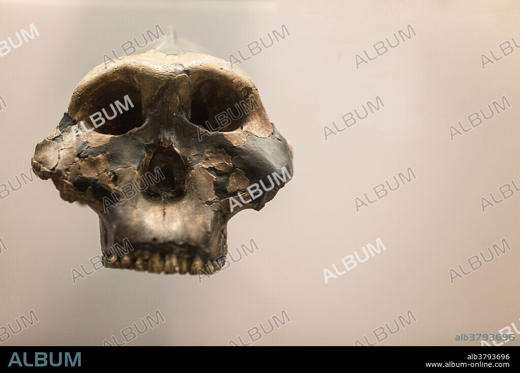 Skull of Paranthropus boisea, an early hominin. This particular skull is known colloquially as Nutcracker Man. It was found in Olduvai Gorge, Tanzania, by Mary Leakey in 1959, and has been dated to 1.75 million years old. Cast of the original. Specimen number: OH 5.