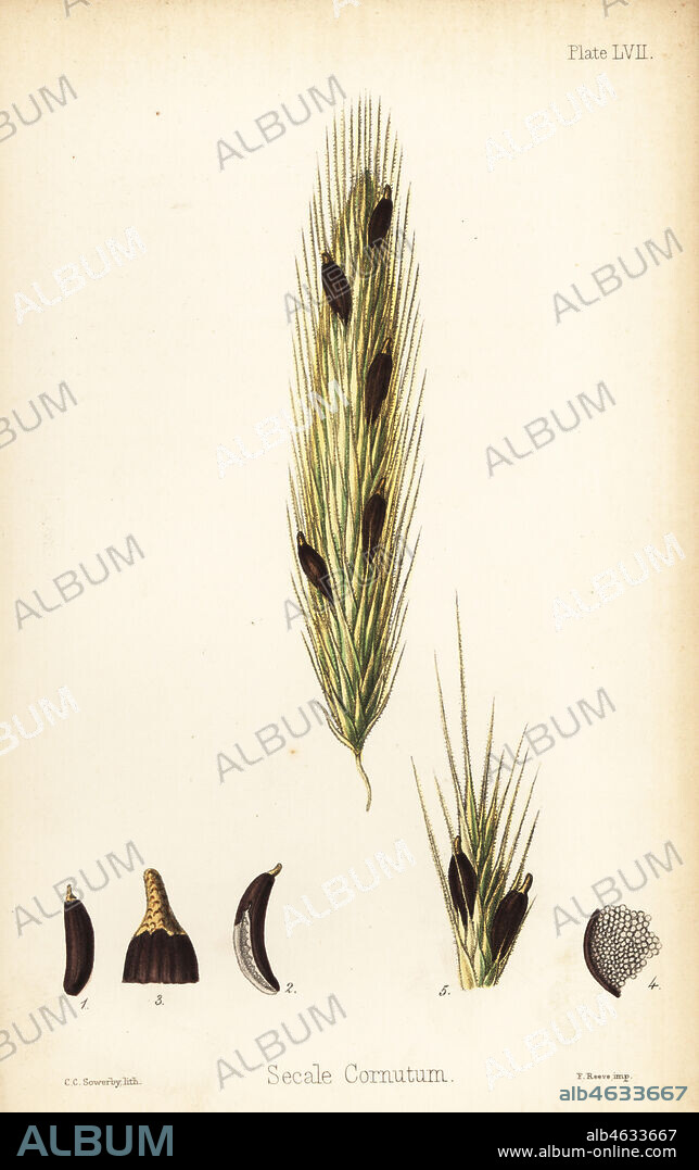 Ergot of rye, Claviceps purpurea (Secale cornutum). Handcoloured lithograph by Charlotte Caroline Sowerby from Edward Hamilton's Flora Homeopathica, Bailliere, London, 1852.
