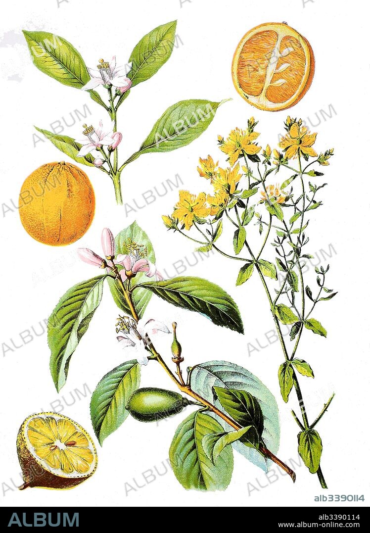 Bitter orange, Seville orange, sour orange, Citrus ?? aurantium (top),  Lemon, Citrus ?? limon (left bottem), common Saint John's wort, Hypericum perforatum (left bottem).