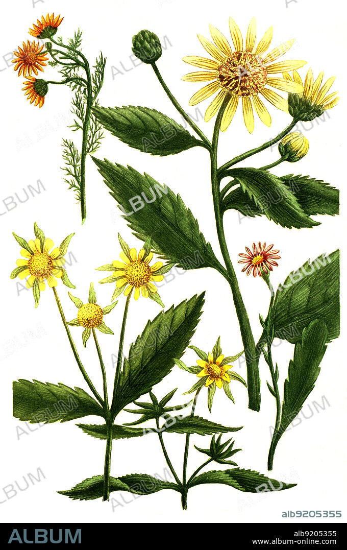 Chrysanthemum, Chrysantheme, Pflanzenart aus der Gattung der Chrysanthemen, Chrysanthemum, Familie der Korbblütler / Chrysanthemum, flowering plant commonly called Indian chrysanthemum, within the family Asteraceae and genus Chrysanthemum, Digital retuschierte Illustration aus Phytanthoza iconographica von Johann Wilhelm Weinmann, Maler Bartholomäus Seutter und Kupferstecher Johann Jakob Haid und Johann Elias Ridinger, 1740 / Digitally retouched illustration from Phytanthoza iconographica by Johann Wilhelm Weinmann, painter Bartholomäus Seutter and engravers Johann Jakob Haid and Johann Elias Ridinger, 1740.