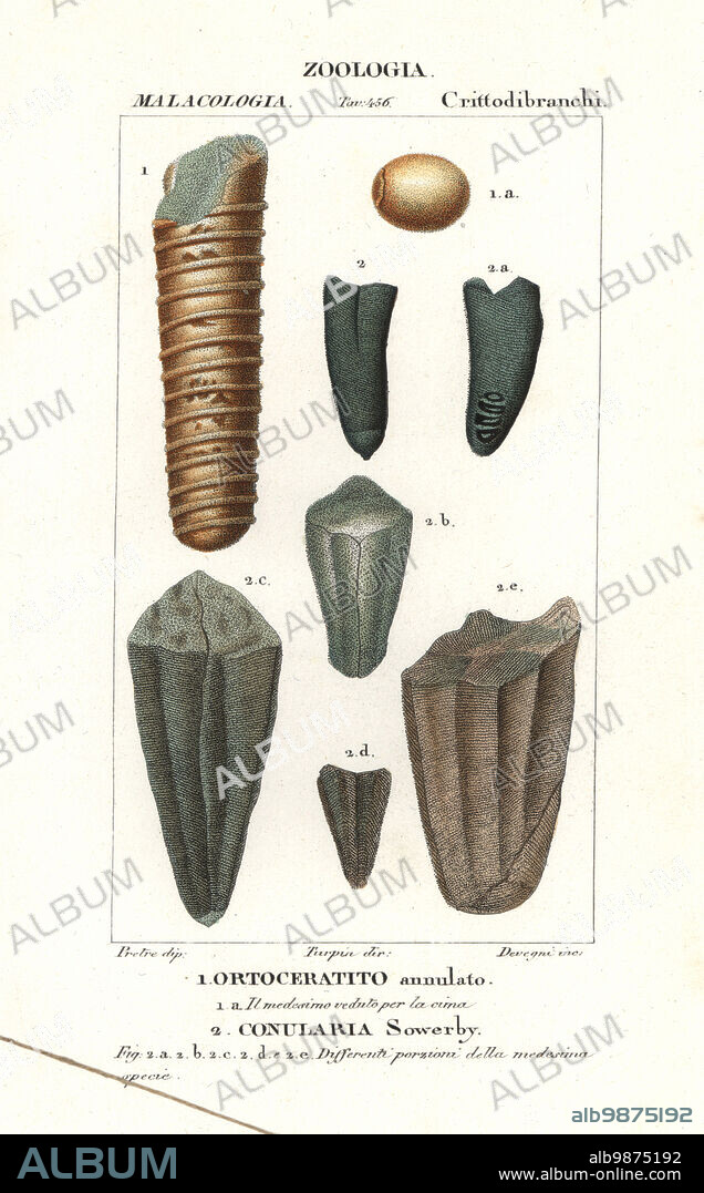 Fossils of extinct marine creatures. Orthoceras species 1, Conularia species Sowerby 2. Handcoloured copperplate stipple engraving from Antoine Laurent de Jussieu's Dizionario delle Scienze Naturali, Dictionary of Natural Science, Florence, Italy, 1837. Illustration engraved by Devegni, drawn by Jean Gabriel Pretre and directed by Pierre Jean-Francois Turpin, and published by Batelli e Figli. Turpin (1775-1840) is considered one of the greatest French botanical illustrators of the 19th century.