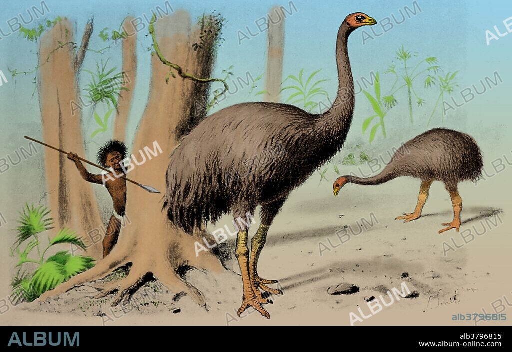 Illustration of an early human hunting the giant moa (Dinornis). Dinornis is an extinct genus of ratite birds belonging to the moa family. Like all ratites it was a member of the order Struthioniformes, or flightless birds. A New Zealand native, Dinornis may have been the tallest bird that ever lived, with the females of the largest species standing 12 feet.This animal appeared during Cenozoic era, the most recent era of geologic time, from about 65 million years ago to the present. Humans first appeared near the end of this era.