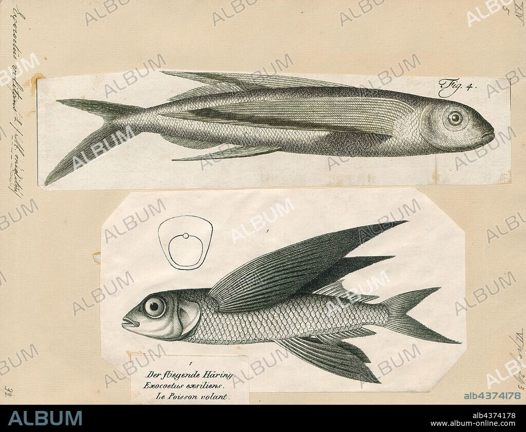 Exocoetus volitans, Print, Exocoetus volitans, commonly known as the tropical two-wing flyingfish or blue flyingfish, is a species of ray-finned fish native to tropical and subtropical seas. It can glide above the surface of the sea to escape predators., 1700-1880.