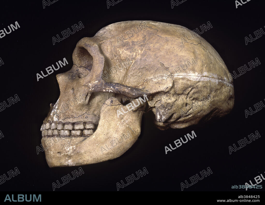 Neanderthal Skull