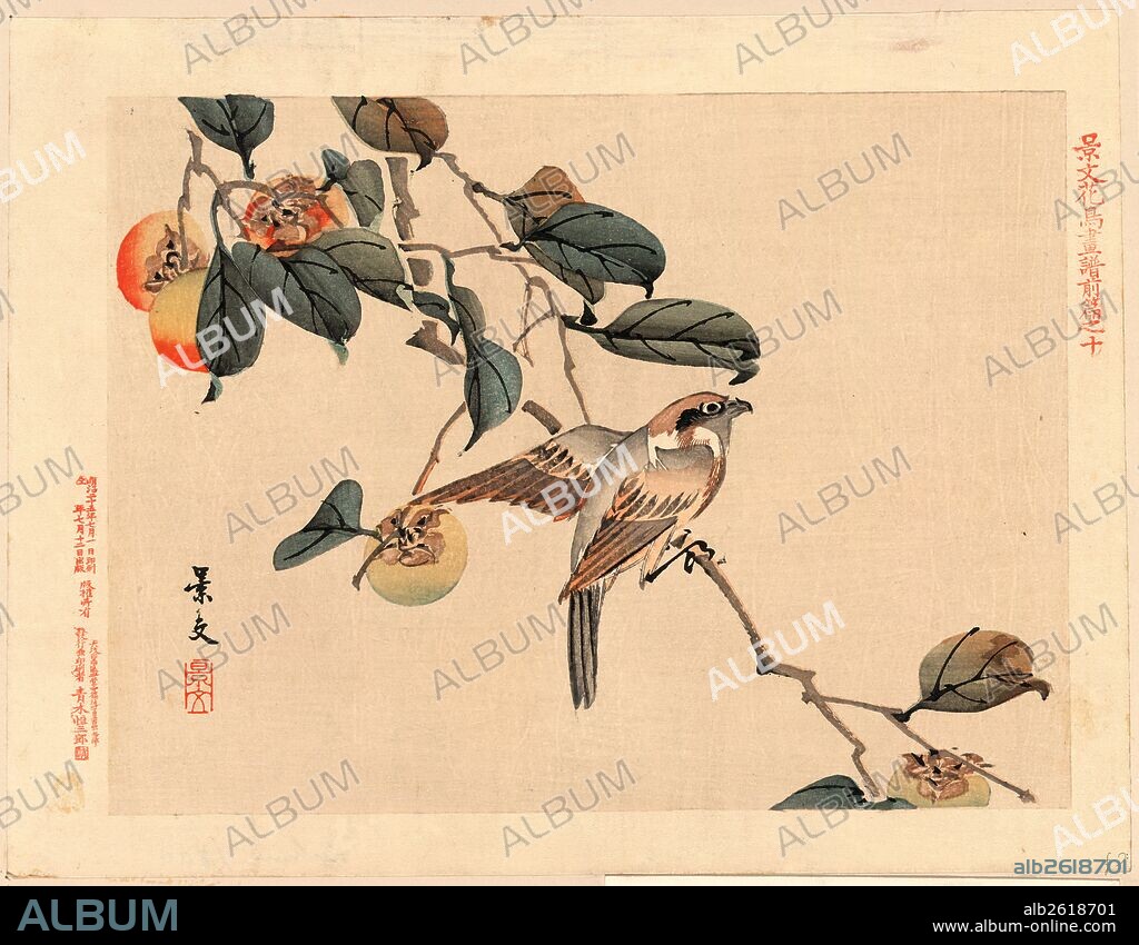 Zenpen no ju, Page ten., Matsumura, Keibun, 1779-1843, artist, 1892., 1 print : woodcut, color ; 20.9 x 27.3 cm., Print shows a bird perched on a branch in persimmon tree.
